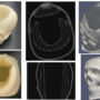 X-ray images of printed skull.